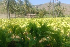 Luas lahan tembakau di Lombok Timur capai 26 ribu hektare