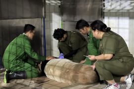 Taman Safari Indonesia jalankan prosedur inseminasi buatan panda raksasa