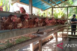 Pemkab Biak ajak peternak asli Papua jadi pemasok menu MBG