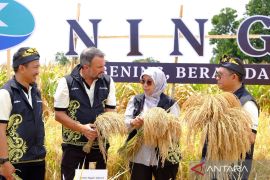 Kementan: Penggunaan benih padi hibrida untuk tingkatkan produktivitas