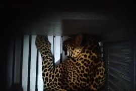 Macan Tutul yang lepas dari Lembang Park and Zoo mengarah ke hutan Tangkuban Parahu