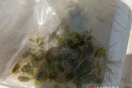 Sedimentasi laut dibalik aktivitas tambang apung timah