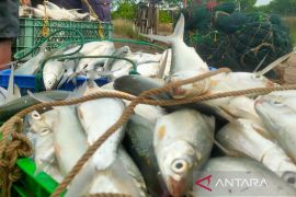 Pemkab Indramayu intensifkan program Gemarikan untuk penuhi gizi warga