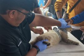 Garut turunkan tim kesehatan hewan untuk mengantisipasi rabies