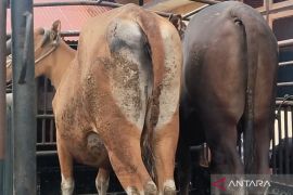 Polisi selidiki jaringan penadah pencurian sapi di Mukomuko