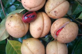 Pala Ternate  ditargetkan jadi indikasi geografis yang dilindungi