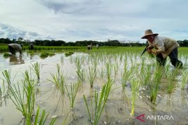 Tapin surplus beras, stok pangan dinilai aman