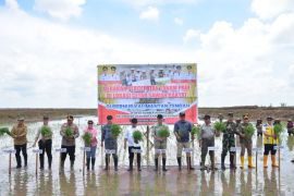 Pemkab Kapuas optimalkan Gerakan Percepatan Tanam Padi