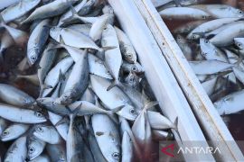 Tabalong catat konsumsi ikan tertinggi se-Kalsel