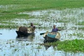 Ladang bunga lili air jadi sumber penghidupan di tengah musim hujan