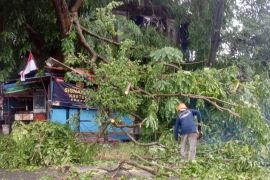 Pemkot Batam kerahkan petugas bersihkan pohon tumbang