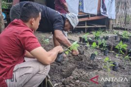 Lapas Ambon latih WBP bertani tanaman cabai tingkatkan kapasitas untuk belajar mandiri