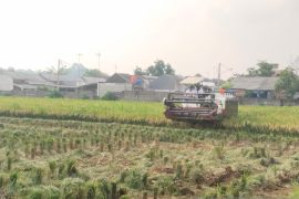 Puncak panen padi di Purwakarta diprediksi pada pekan kedua September