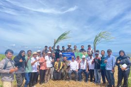 Kementan gulirkan program bongkar ratoon dan perluasan areal tebu