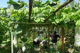 Sekda Banyuasin: Pemkab berdayakan lahan ponpes untuk tanam jagung