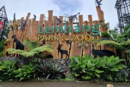 Peneliti sebut pemindahan macan tutul harus sesuai protokol IUCN