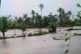 Puluhan hektare sawah di Kabupaten Pasaman terendam banjir