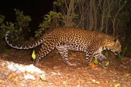 Pelarian Macan Tutul Kuningan, teguran atas kerusakan hutan Jawa