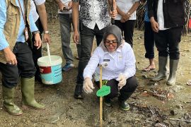 Pemkot  Ambon tanam 75 anakan mangrove tingkatkan perlindungan pesisir