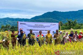Pertamina wujudkan swasembada pangan lewat sawah inkubasi dekomposer