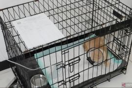 Puskeswan Ragunan rawat kucing Uya Kuya yang terlantar usai penjarahan