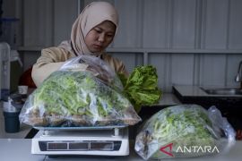 Budi daya sayuran hidroponik di Tangerang