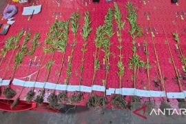 Polres Jayawijaya amankan 20 pohon ganja di Jalan Trans Wamena-Lanny Jaya