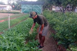 SPPG di Lebak tampung produksi pangan lokal untuk MBG