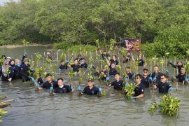 PT PAL tanam 2.000 bibit mangrove jaga kelestarian pesisir Surabaya