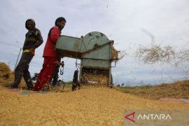 FOTO - Kenaikan GKP saat panen gadu di Aceh Besar