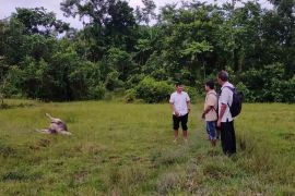 Pemkab Simeulue tangani kerbau yang mati mendadak