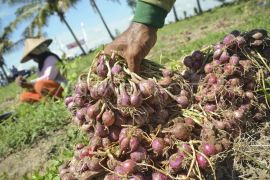 Gudang kastorit, ikhtiar menata niaga bawang merah di NTB