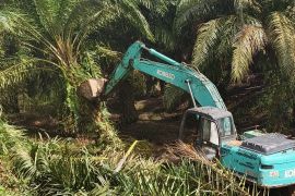 Kemenhut-Satgas PKH musnahkan sawit seluas 360 ha di TN Gunung Leuser