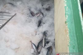 Dinas Perikanan Biak: Koperasi nelayan suplai ikan tuna untuk MBG
