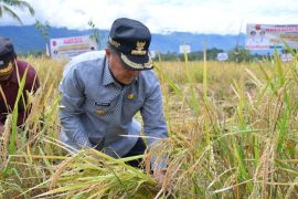 Bupati Agam: panen sawah pokok murah meningkat