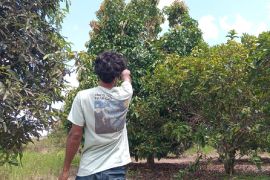 Warga mengadu ke BKSDA Sampit karena kebun dirusak orang utan