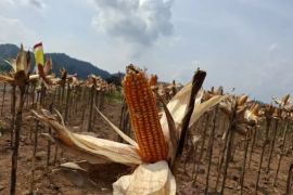 Bulog Sumut serap 110 ton  jagung pipil dari petani selama 2025