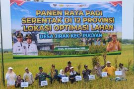 Petani Tabalong kembangkan varietas lokal Siam Madu di lahan lebak