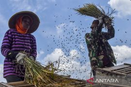 Panen padi turun akibat serangan hama wereng di Ciamis