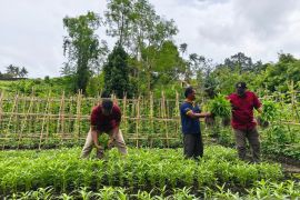 WBP Lapas Banda  tanam kangkung penuhi nutrisi