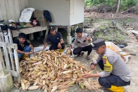 Polres Lingga edukasi para petani jagung adaptif terhadap perubahan iklim