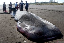 Hiu Tutul terdampar di Pantai Pancer Jember