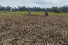 Sekitar 20 hektare sawah di Pariaman terserang hama wereng