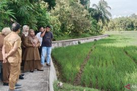 Pemkot Pariaman antisipasi penyebaran hawa werang yang serang sawah di dua desa
