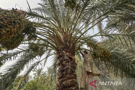 Potret Timur Tengah: Menengok musim panen kurma di Mesir