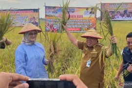 Hasilkan 3,5 ton per hektare, Gubernur Babel apresiasi petani Desa Terap wujudkan asta cita ketahanan pangan