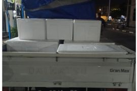 TNI AL sita 85.000 benih lobster ilegal