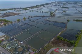 Proyek revitalisasi tambak di pantura