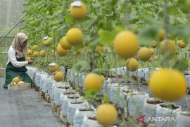 Kemendikdasmen: SMK Pertanian investasi strategis kedaulatan pangan&nbsp;