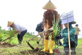 Pemkot Tanjungbalai bersama Ditjenim Sumut tanam kelapa